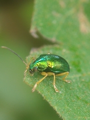Colaspis laeta