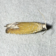 Eucosma floridana
