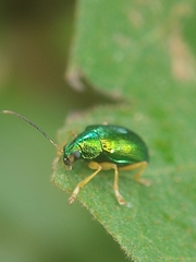 Colaspis laeta