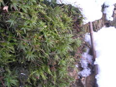 Atrichum flavisetum