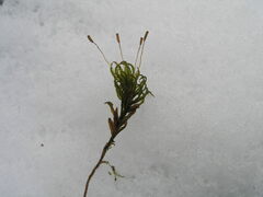 Atrichum flavisetum