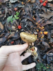 Scleroderma verrucosum