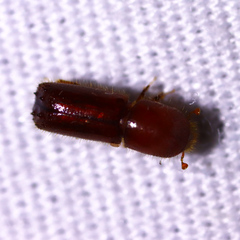 Xyleborus