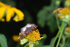 Noctuana