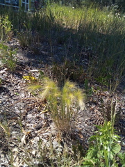 Hordeum jubatum
