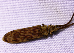 Tenomerga cinerea
