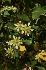 Quillaja saponaria