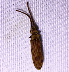 Tenomerga cinerea