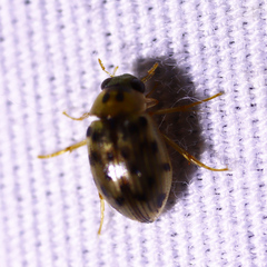 Berosus pantherinus