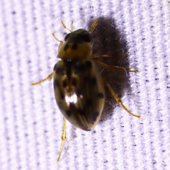 Berosus pantherinus