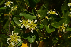 Quillaja saponaria