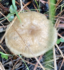 Russula cerolens