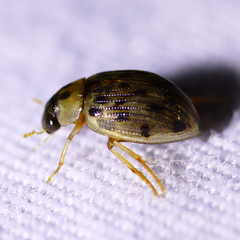 Berosus pantherinus