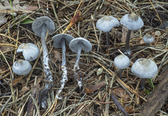 Tephrocybe rancida