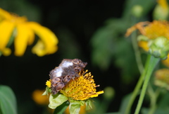 Noctuana