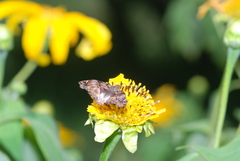 Noctuana