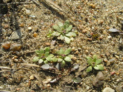 Draba verna