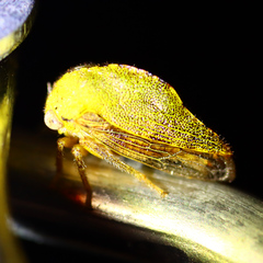 Telamonini
