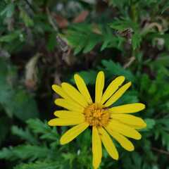 Euryops chrysanthemoides