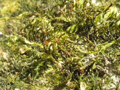 Schistidium apocarpum