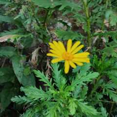 Euryops chrysanthemoides