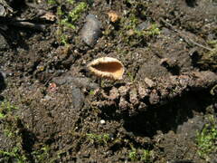 Ciboria amentacea