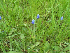 Muscari botryoides
