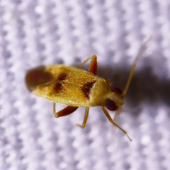 Parthenicus juniperi