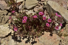 Oxalis squamata