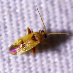 Parthenicus juniperi