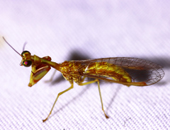 Leptomantispa pulchella