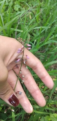 Desmodium uncinatum