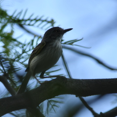 Hemitriccus margaritaceiventer