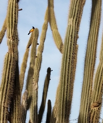 Icterus icterus