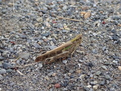 Aiolopus thalassinus tamulus