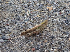 Aiolopus thalassinus tamulus