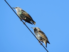 Sturnus vulgaris