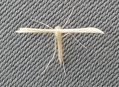 Hellinsia homodactylus