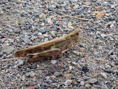 Aiolopus thalassinus tamulus