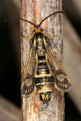 Chamaesphecia hungarica