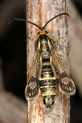 Chamaesphecia hungarica