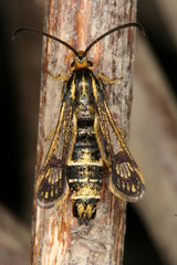 Chamaesphecia hungarica