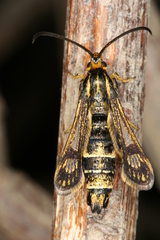 Chamaesphecia hungarica