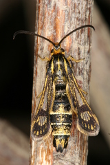 Chamaesphecia hungarica