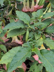 Brugmansia arborea
