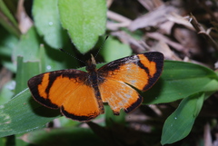 Tegosa