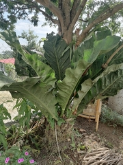 Anthurium schlechtendalii
