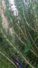 Cyclosa