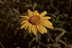Aldama revoluta