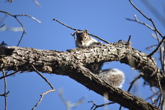 Sciurus alleni